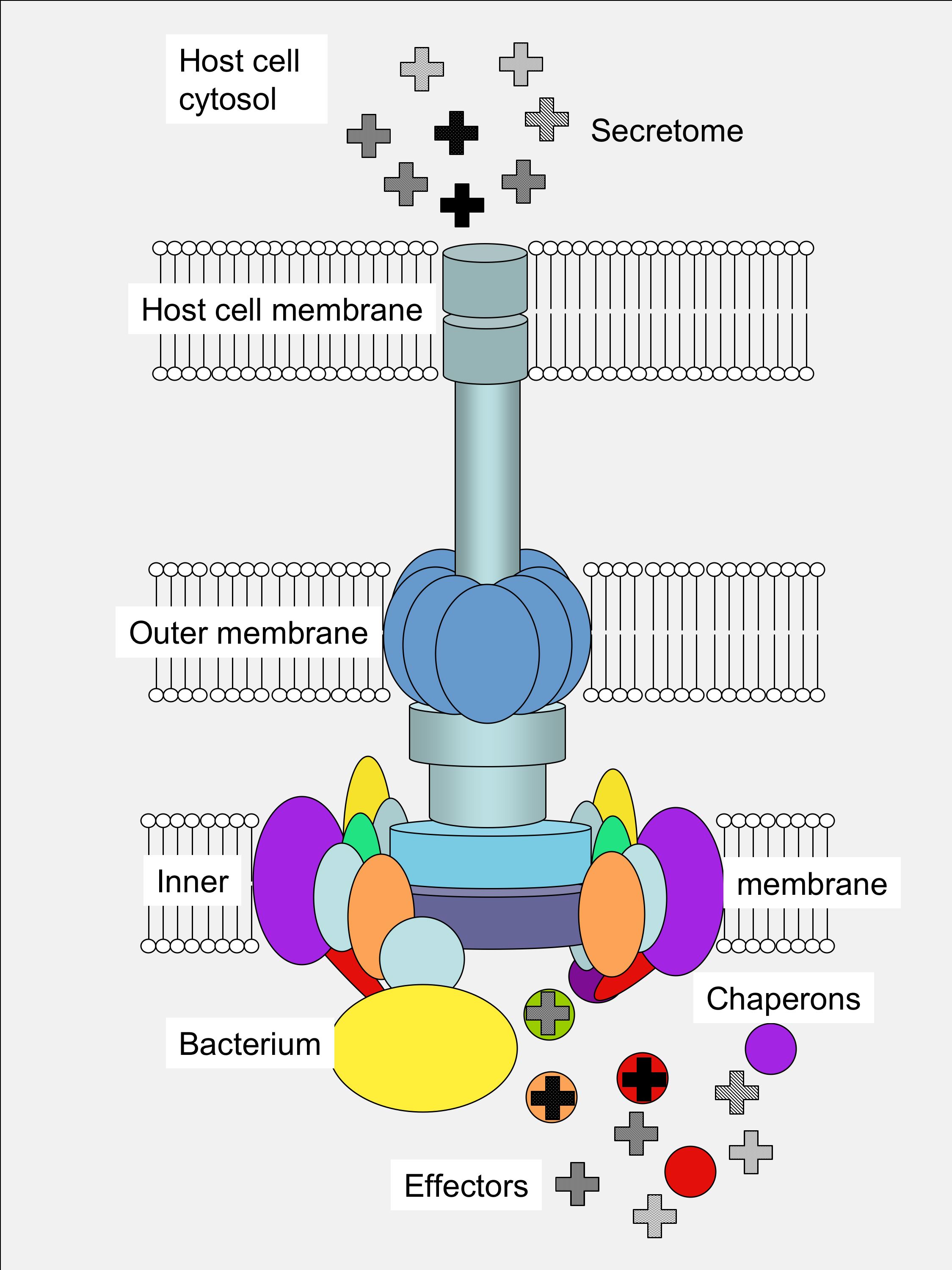 Type III secretion system structure