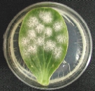 Epidemiología y Resistencia a fungicidas en oídio de cucurbitáceas